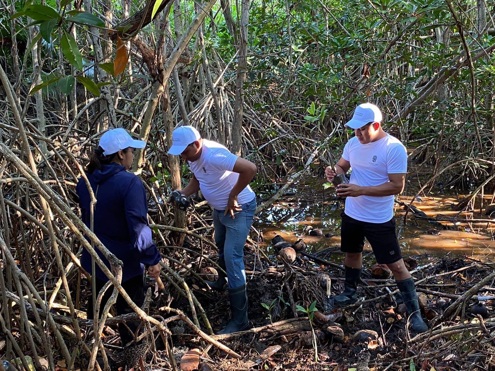 BTMXMY_SUSTAINABILITY_REFORESTATION_MANGROVE