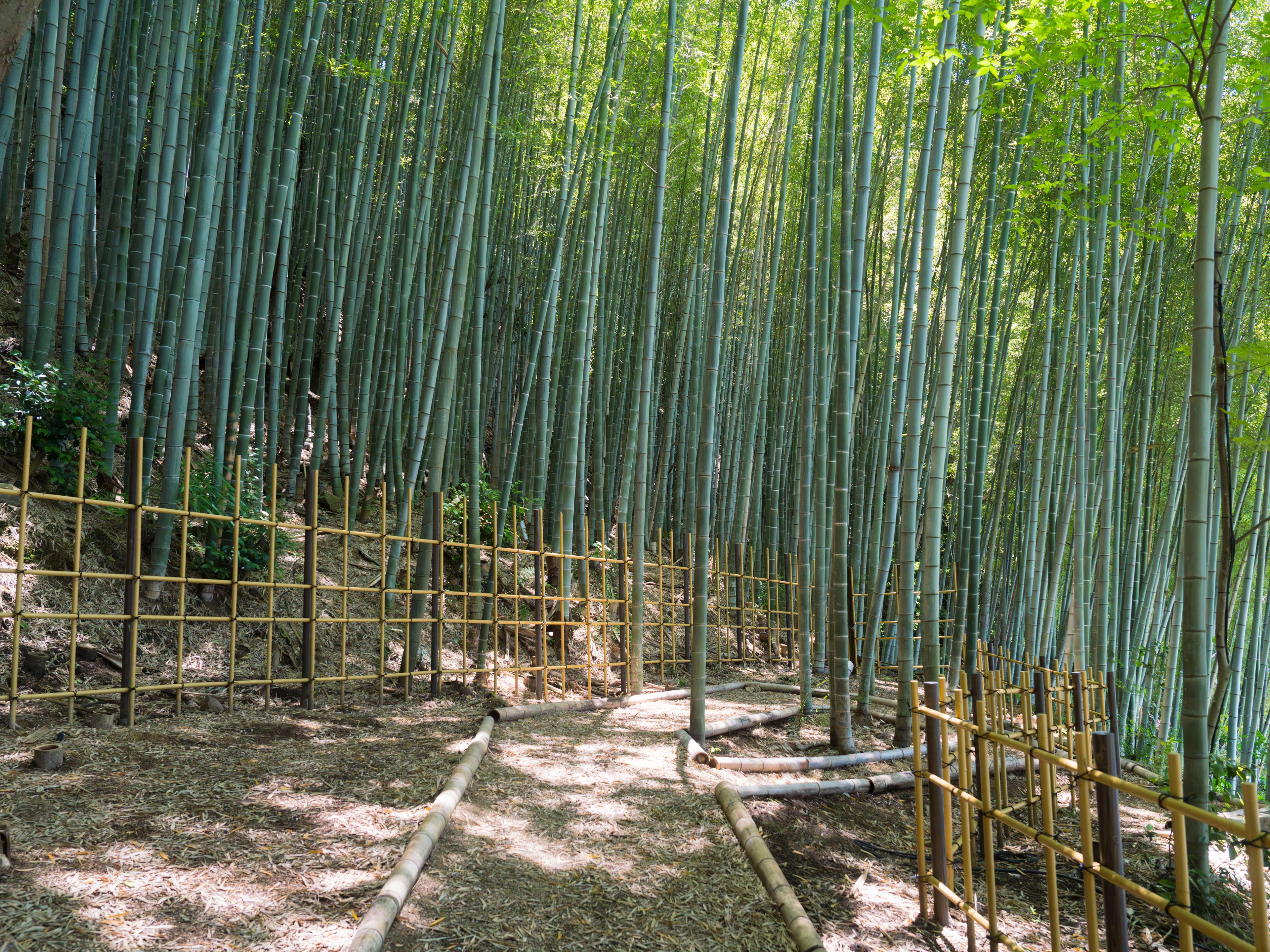 bamboo