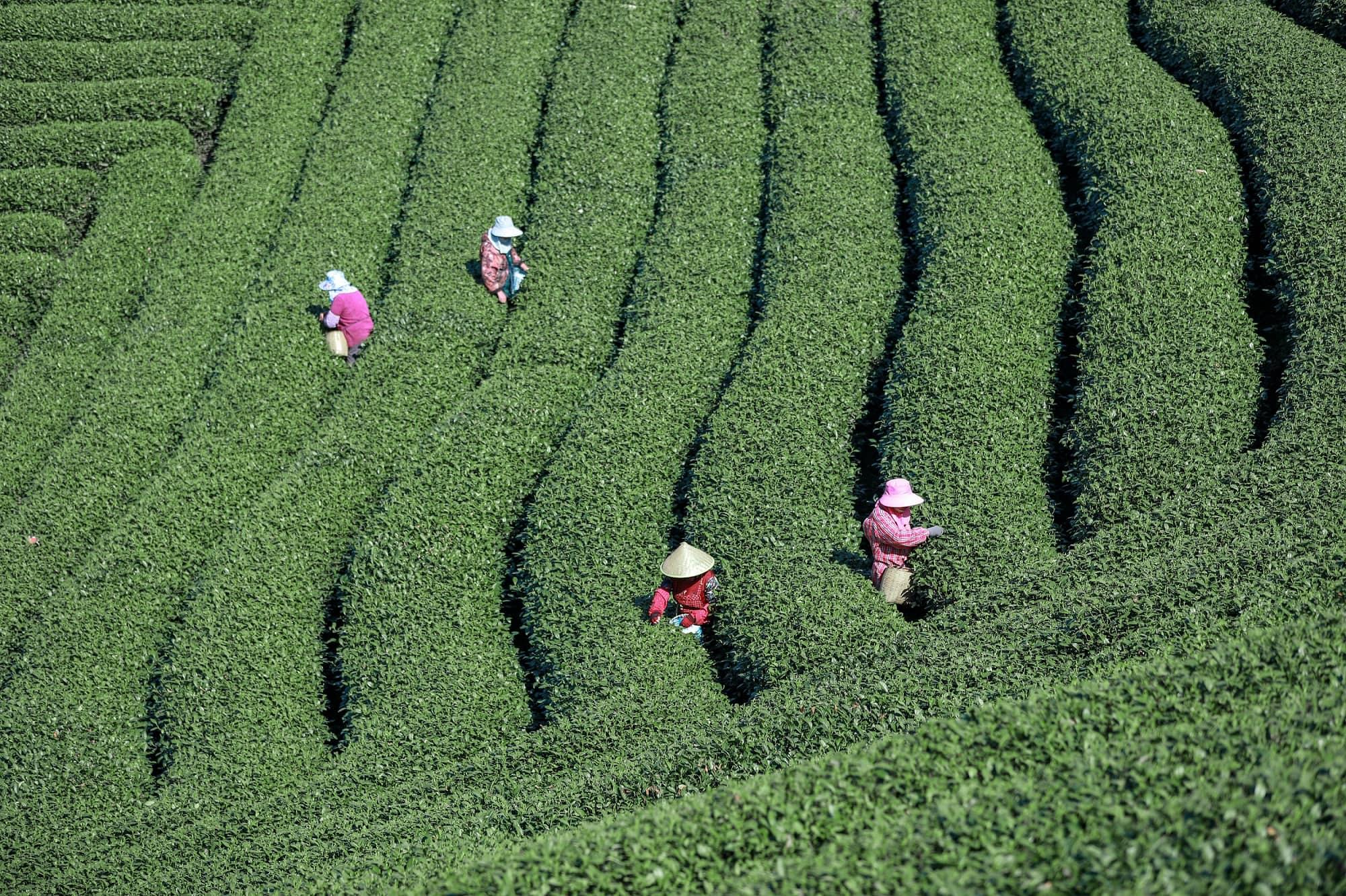 Longjing Tea Picking