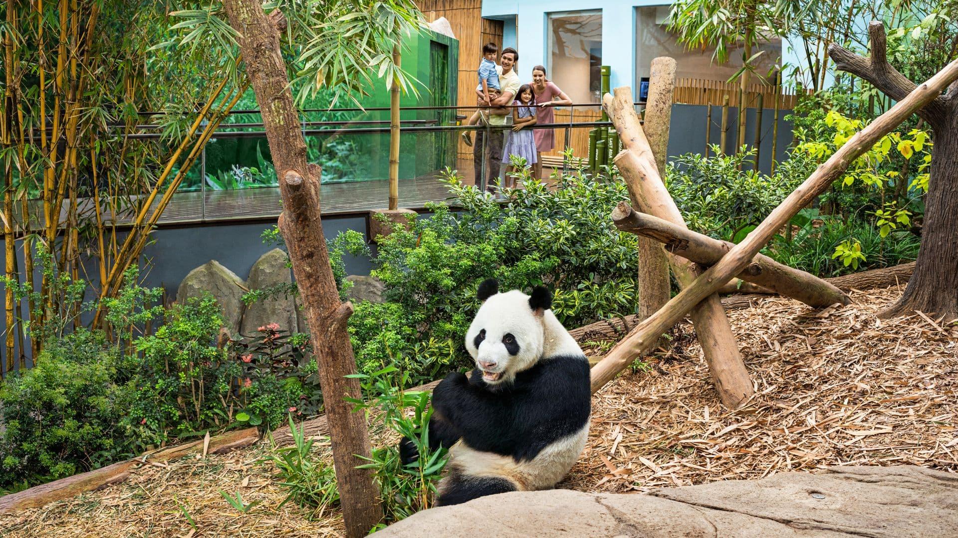 Meet Giant Panda at River Wonders