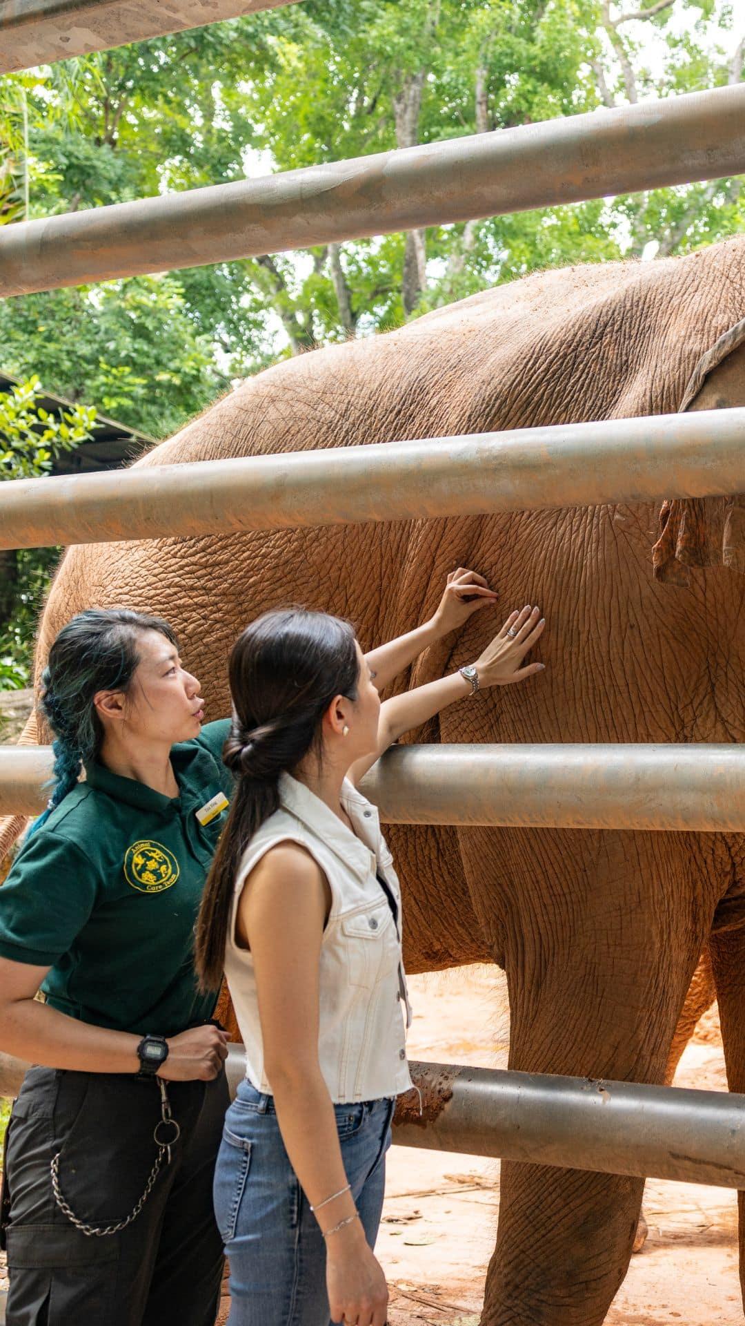 Things to do at Singapore Zoo