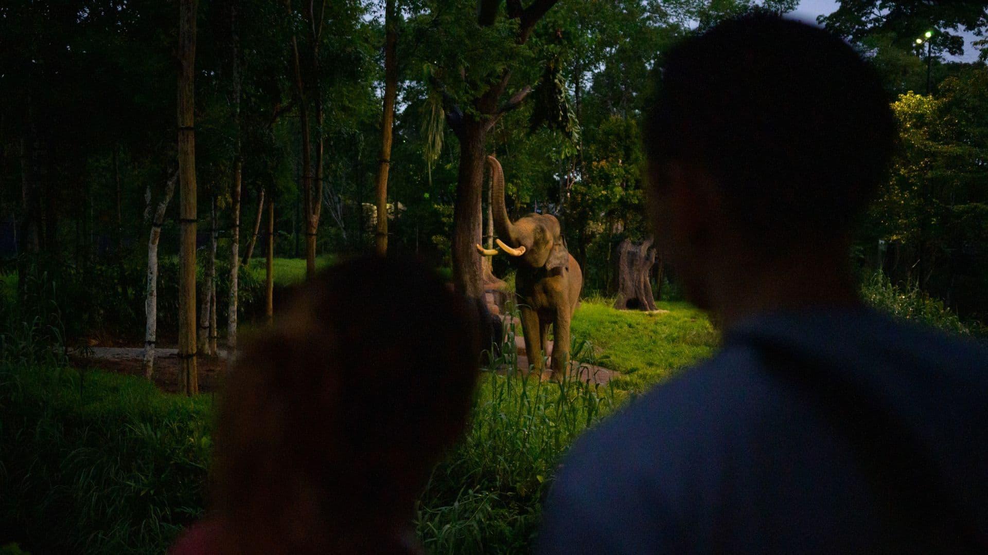 Discover the Wild After Dark at Night Safari