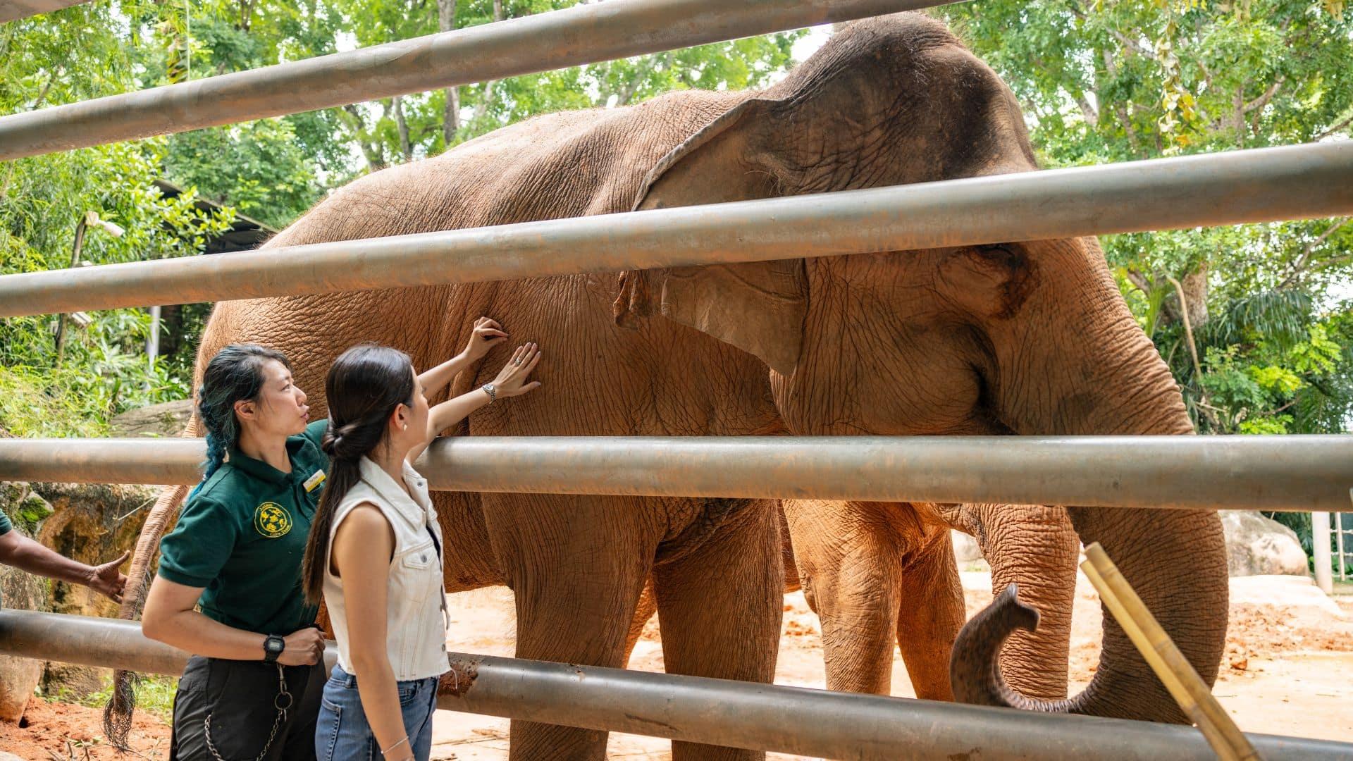 Elephant encounter at Singapore Zoo