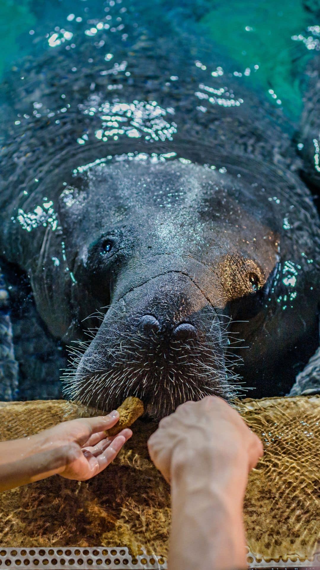 Manatee feeding at Zoo