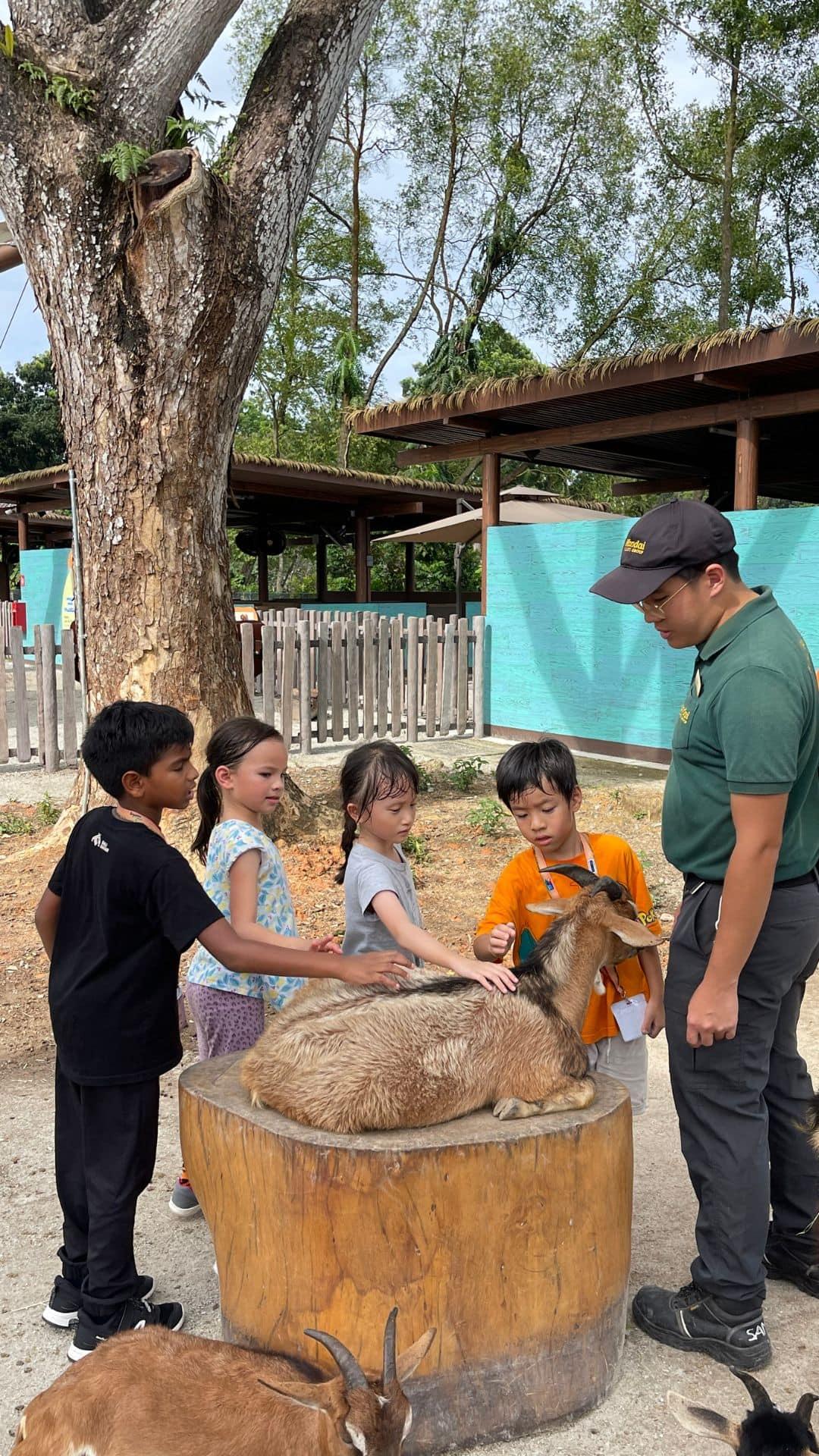 Children interacting with animals at a zoo