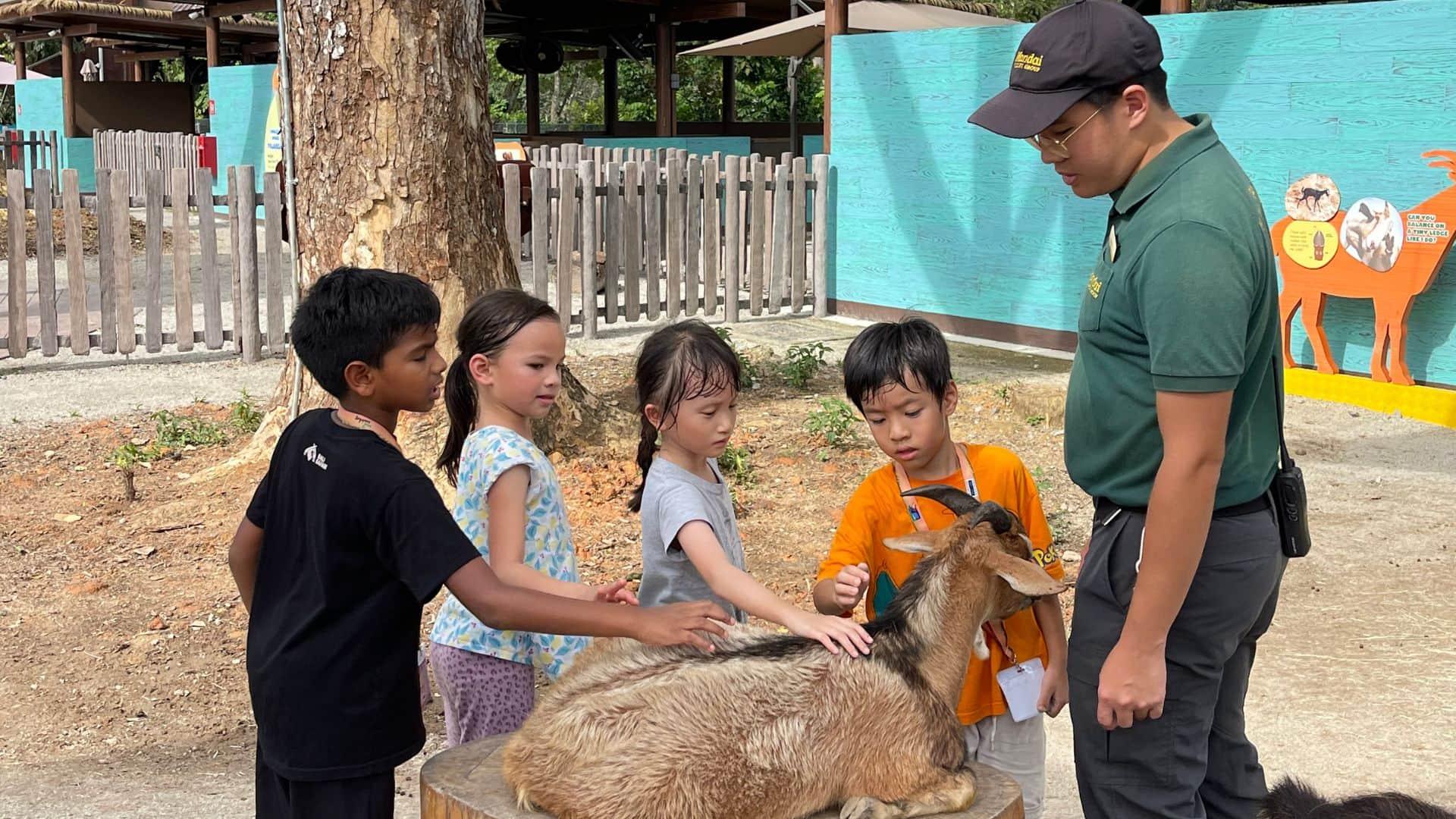 Children petting a goat at Singapore Zoo