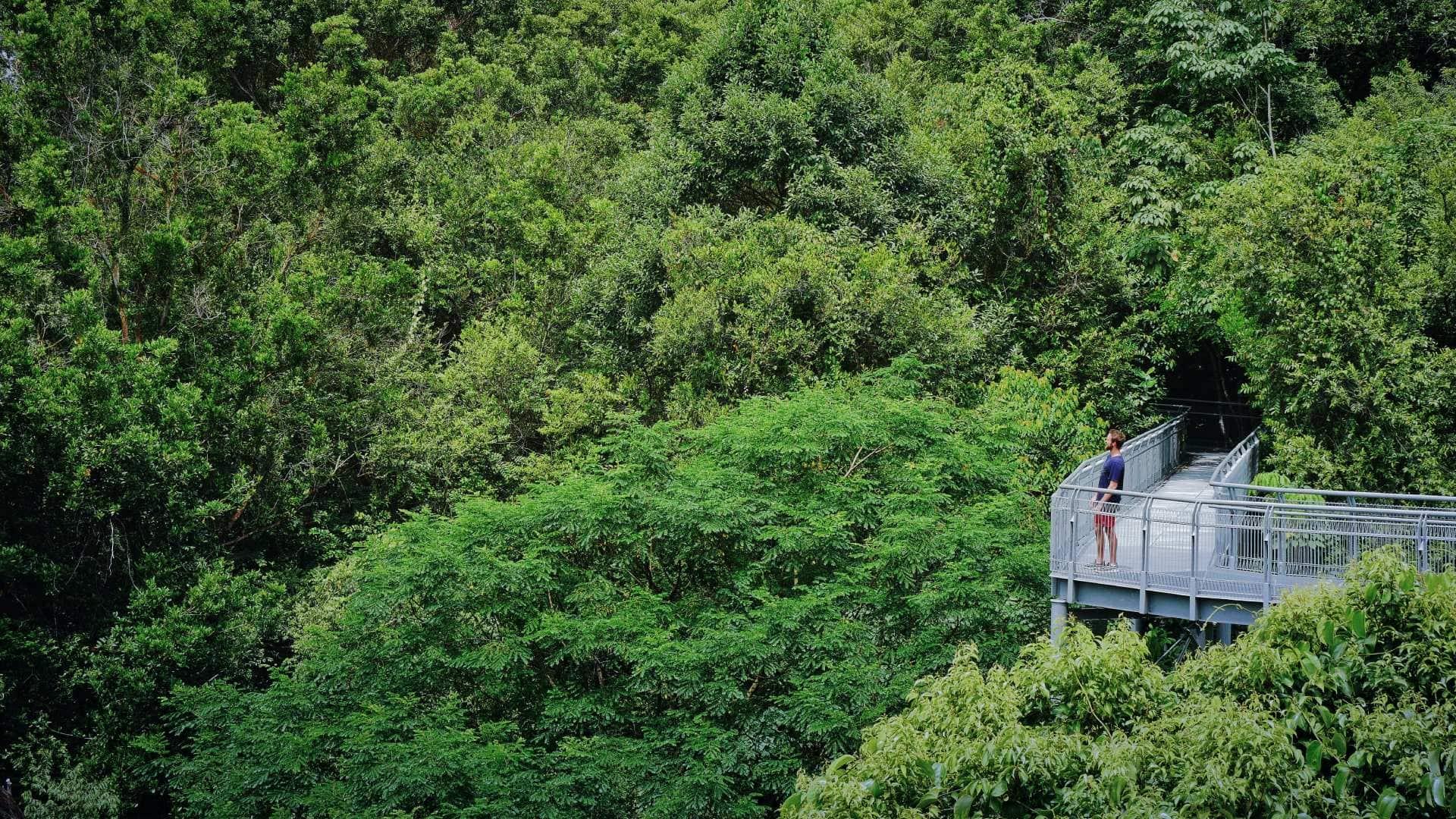 Man hiking in a forest in Singapore