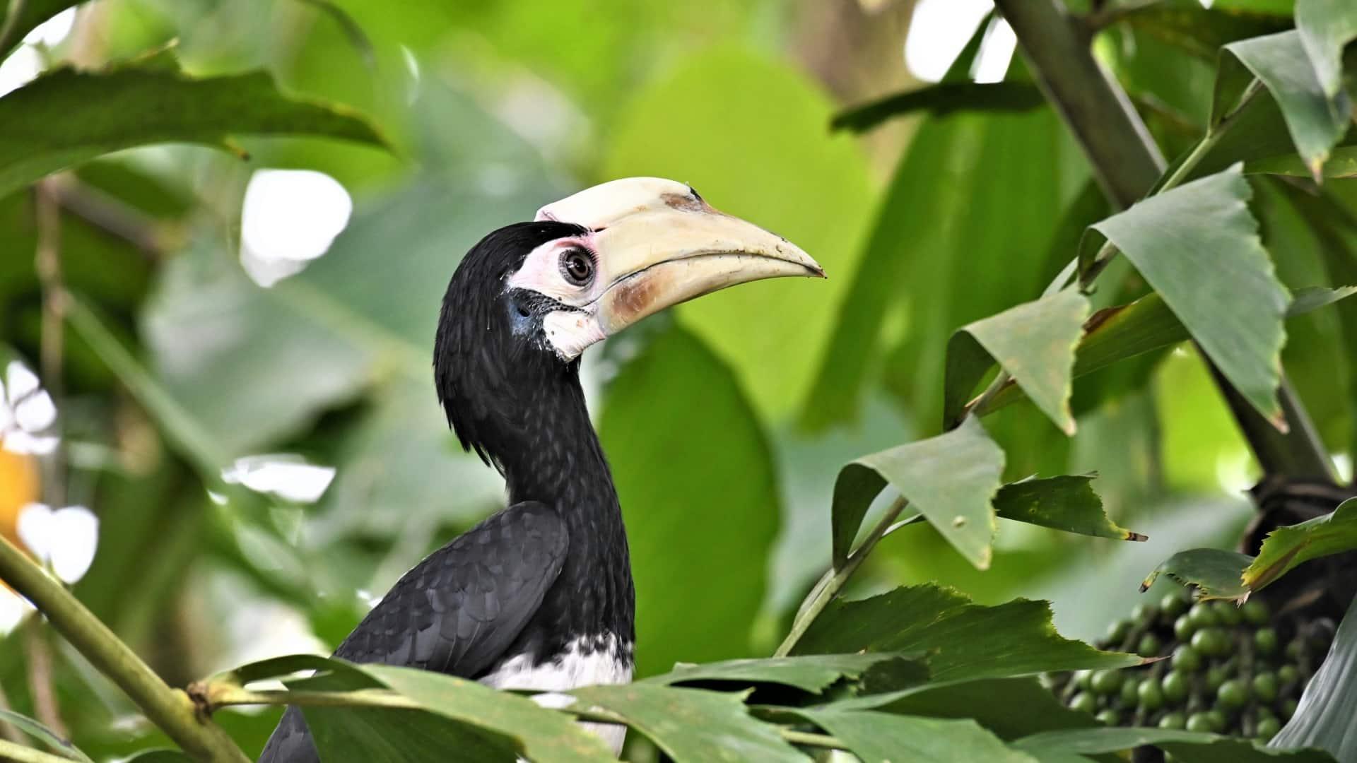 Hornbill in a tree